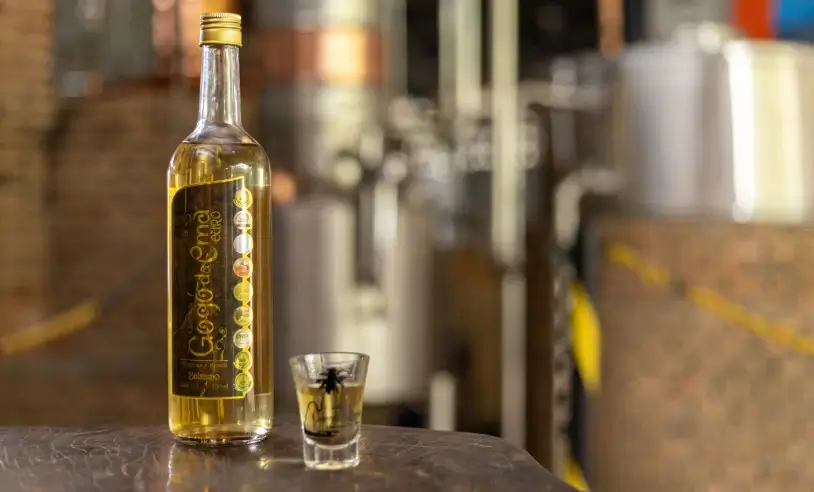Dia da Cachaça: Agreste alagoano celebra sucesso de roteiro e se destaca no mapa turístico do pais