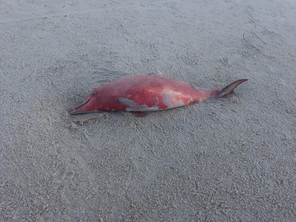 Animais marítimos são achados mortos na praia do Francês