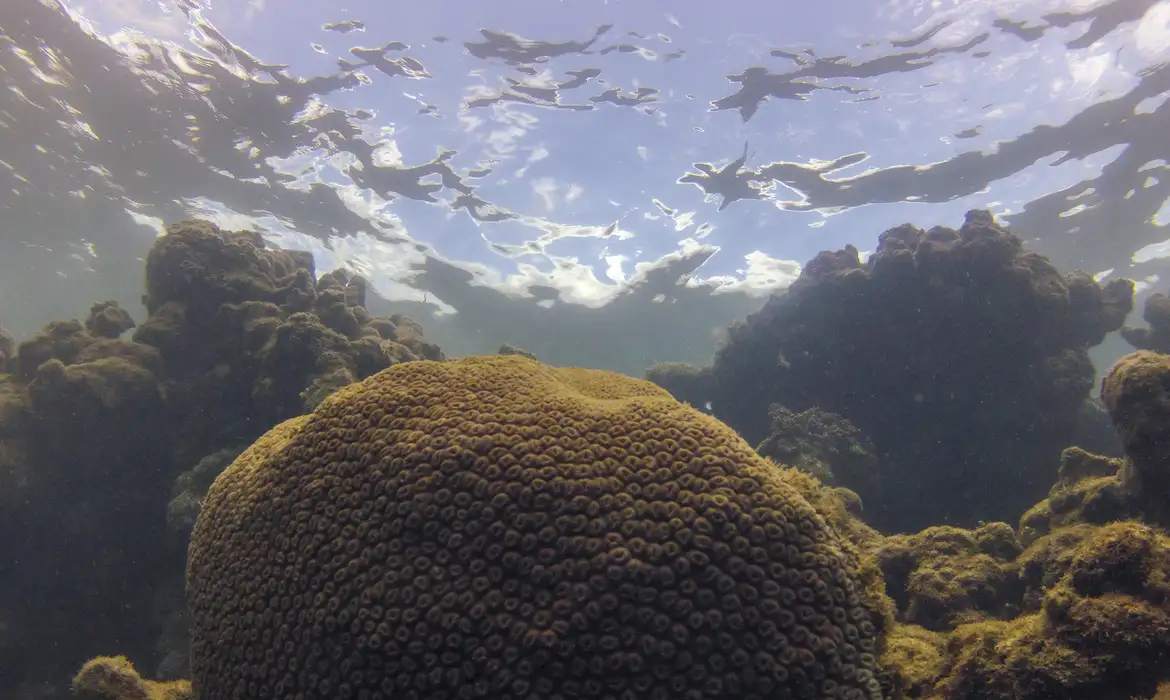 El Niño influencia ecossistema marinho e pesca no Brasil, aponta estudo internacional