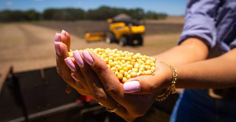 Preço da soja atinge maior valor em seis meses no mercado brasileiro