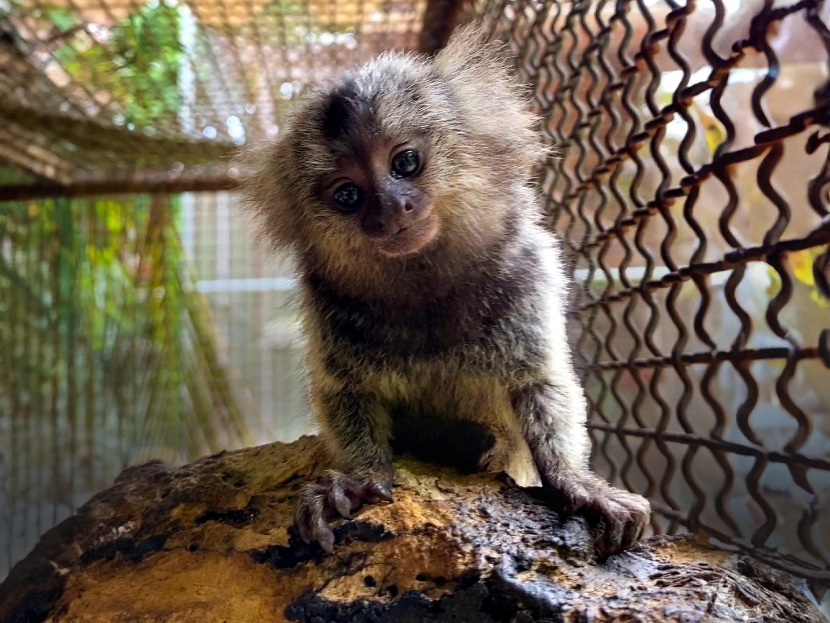 Confira as orientações sobre o contato humano com saguis