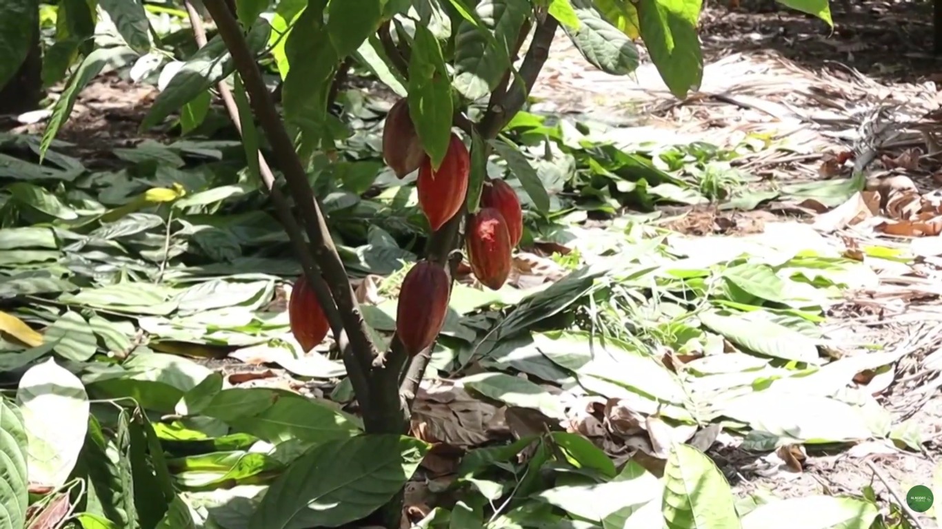 Poda estratégica do cacau impulsiona produtividade e sustentabilidade na Zona da Mata alagoana