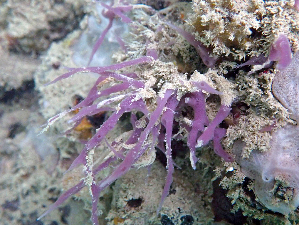 Pesquisador da Ufal identifica 5 novas espécies de esponjas marinhas