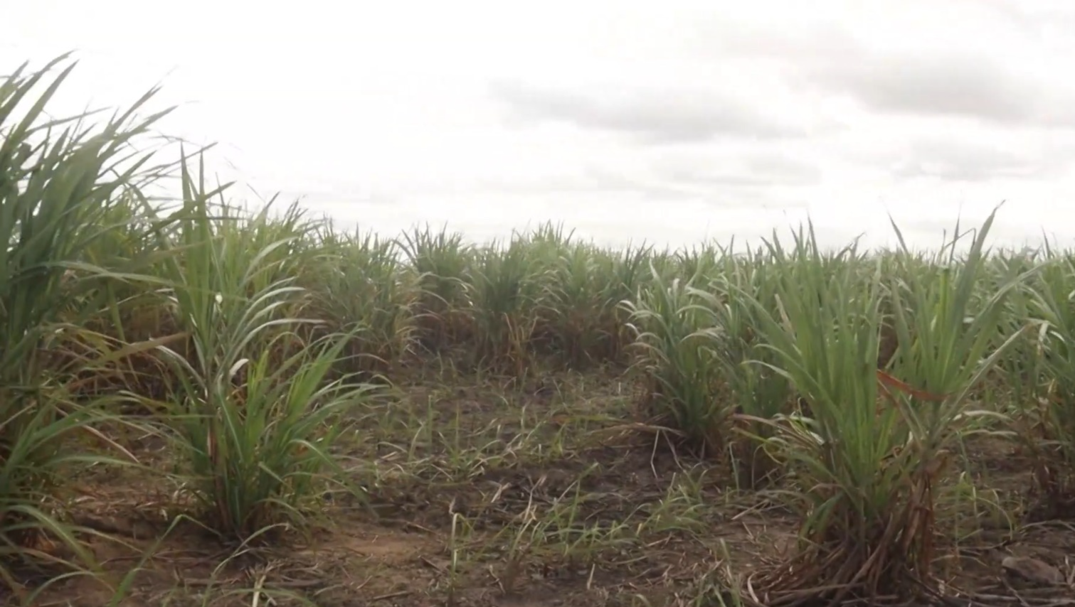 Tecnologia regenerativa reduz em 70% custo de renovação de canaviais no Agreste