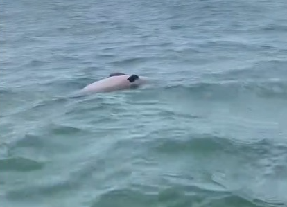 Golfinho é encontrado morto no mar da Praia de Burgalhau, em Maragogi