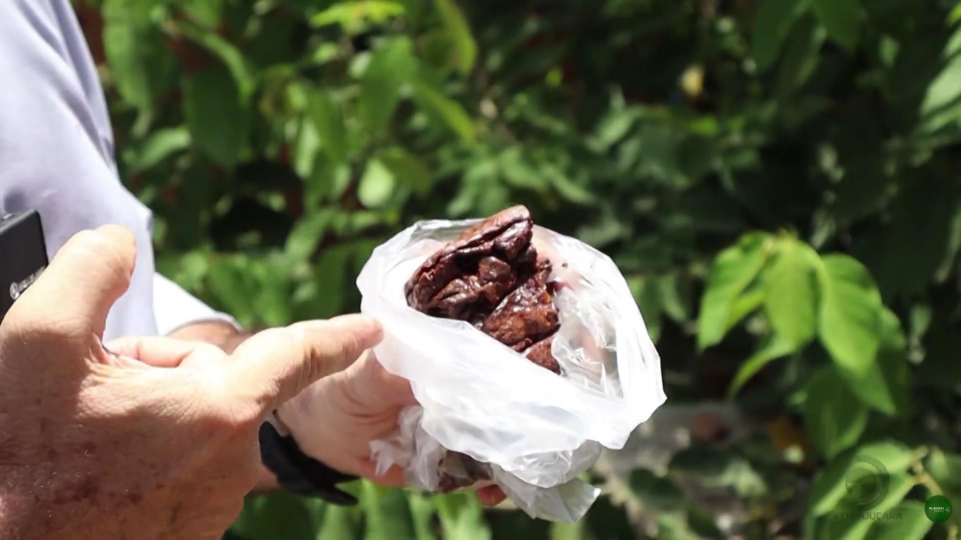 Conheça o 'Rabo-de-Bugio', a planta por trás da valiosa própolis vermelha em Alagoas