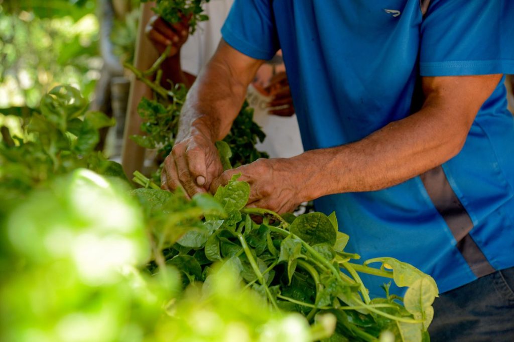 IA do MST começa a transformar a agricultura familiar no Brasil