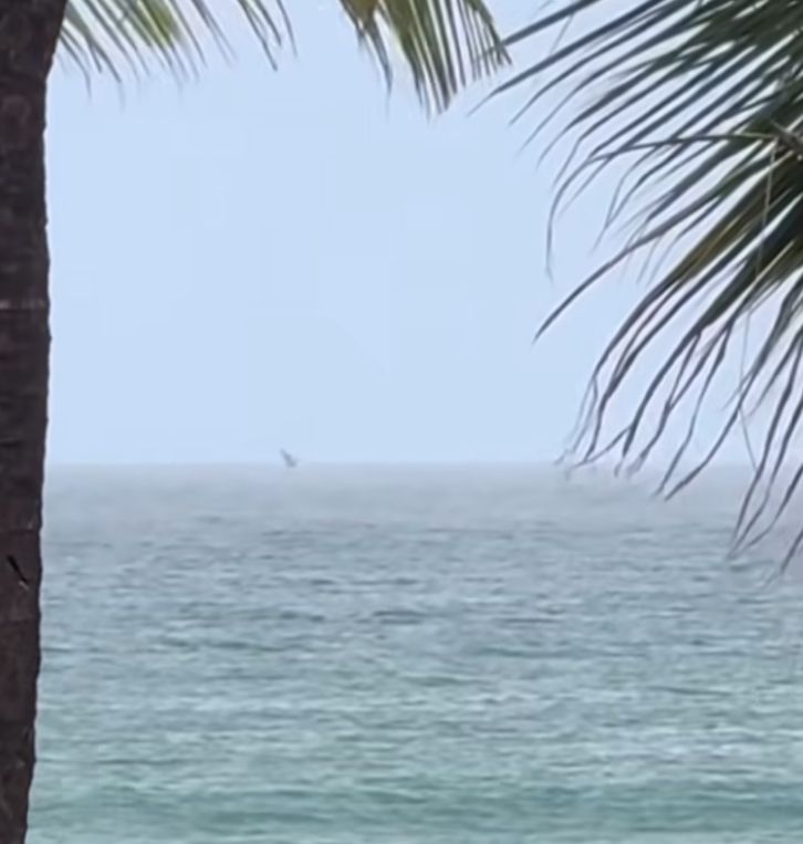 Vídeo: Baleia-jubarte dá “show” em praia de Maceió e surpreende banhistas