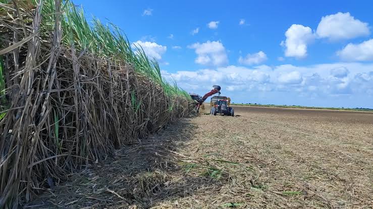 Crise da cana se agrava e perdas do produtor chegam a 50% em AL, diz Asplana