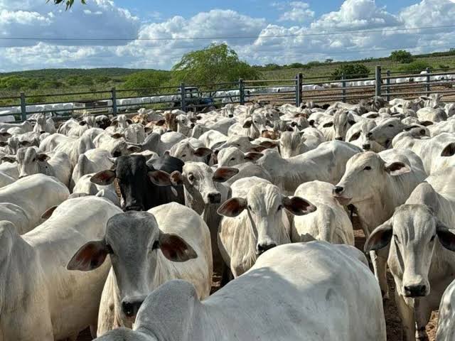 Banco do Nordeste tem R$ 402 milhões para financiar o campo em AL