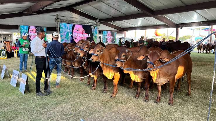 76ª Expoagro-AL começa nesta quinta-feira com expectativa de R$ 50 milhões em negócios