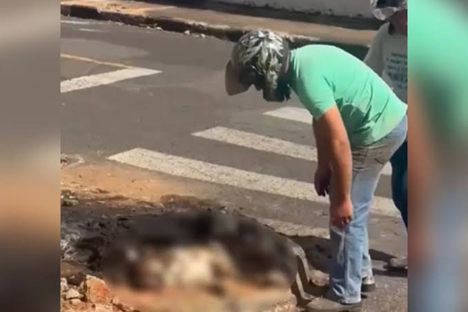 Homem é preso após agredir ex-companheira e incendiar cadela viva