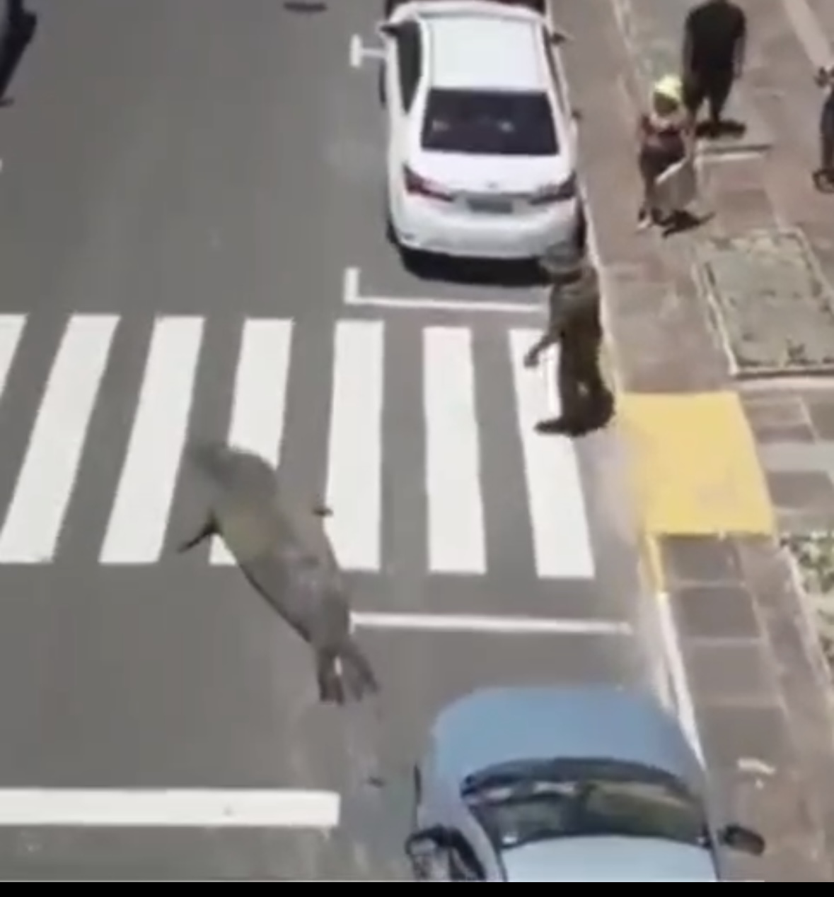 Elefante-marinho surpreende banhistas e turistas ao se abrigar do sol em praia do litoral brasileiro