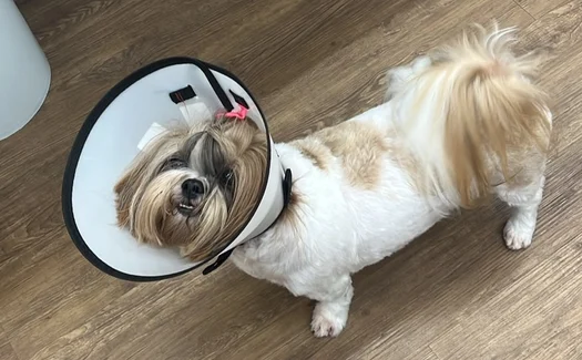 Cadela fica ferida após sofrer corte durante tosa em pet shop de Maceió