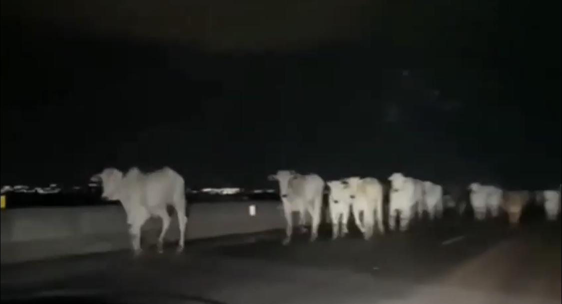Motoristas são surpreendidos por bois soltos na AL-220, em Arapiraca