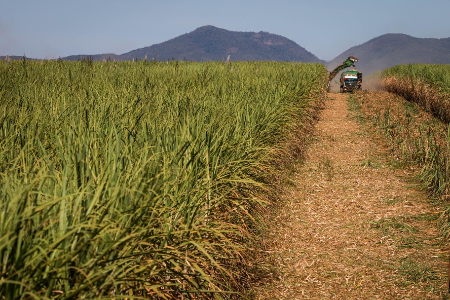 Safra de cana no Nordeste deve cair 5% em 2025/26