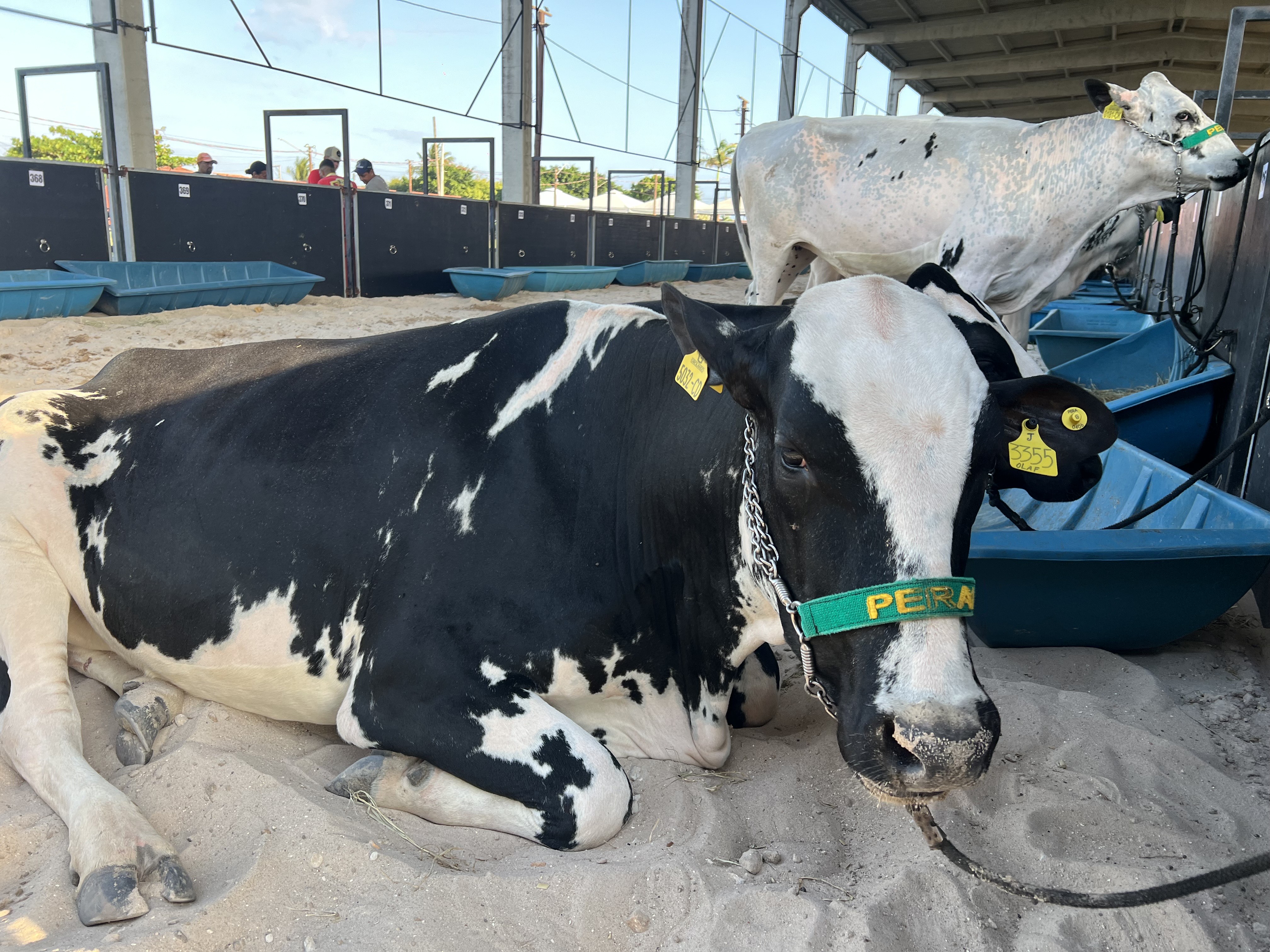 Parque da Pecuária recebe primeiros animais para a 75ª Expoagro Alagoas