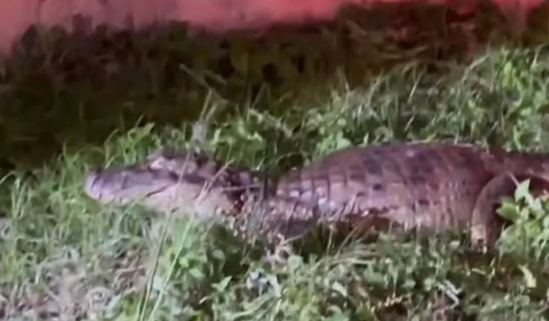 Jacaré é resgatado e encaminhado ao Ibama após ser avistado por populares na Praia do Francês