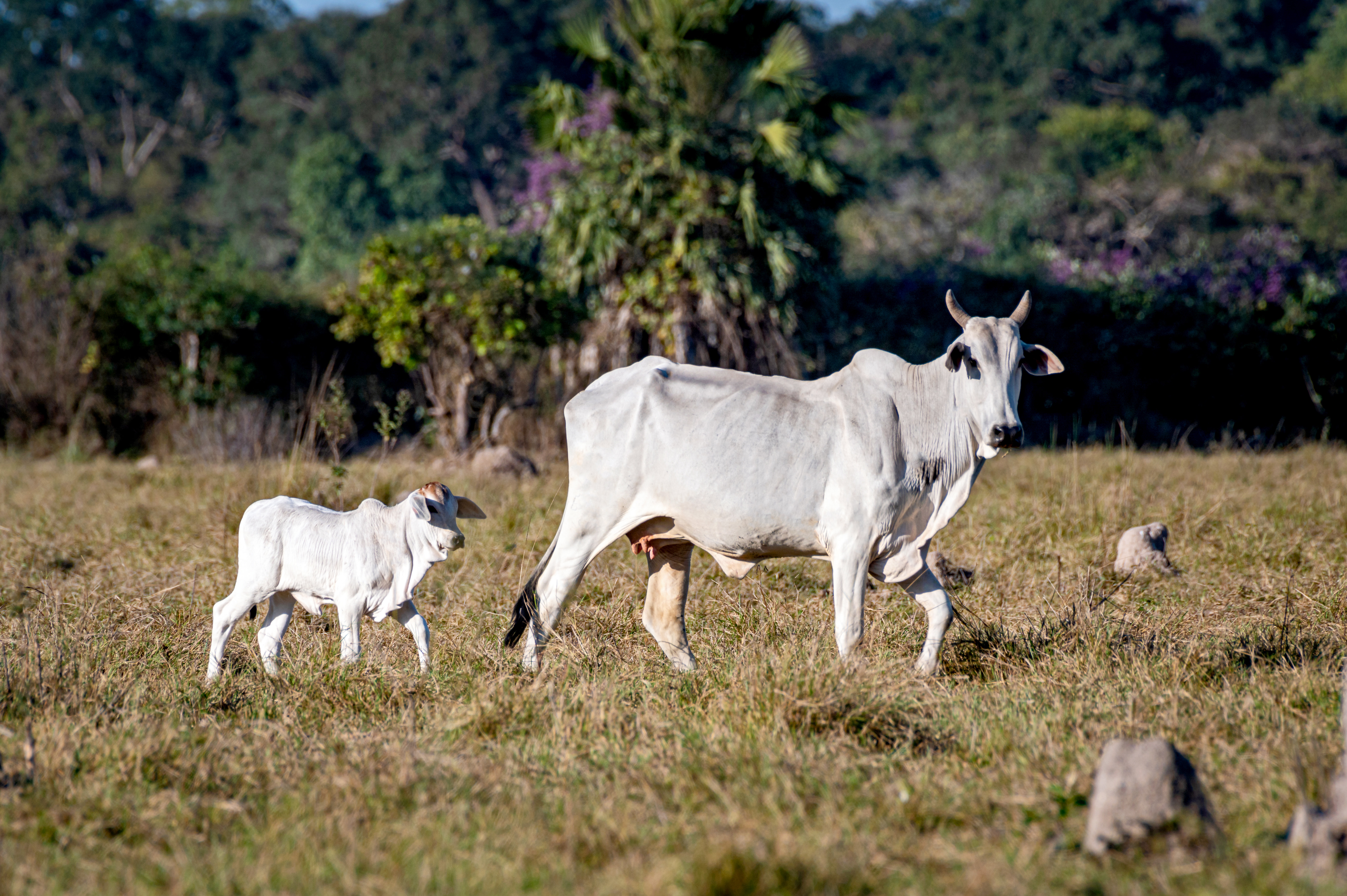 Capão de Angico reforça a presença da pecuária pantaneira na Expoagro Alagoas