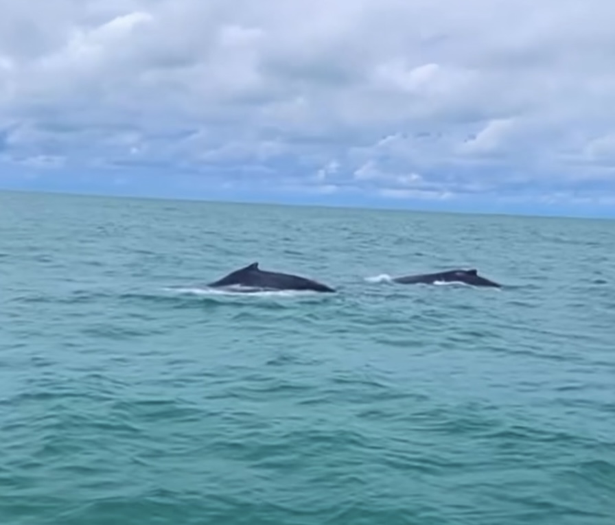 Baleias-jubarte encantam banhistas na praia do Pontal do Peba