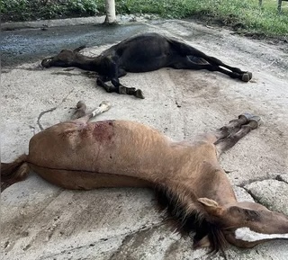 Caso Nutratta: novo laudo relaciona morte de cavalos à toxina em ração
