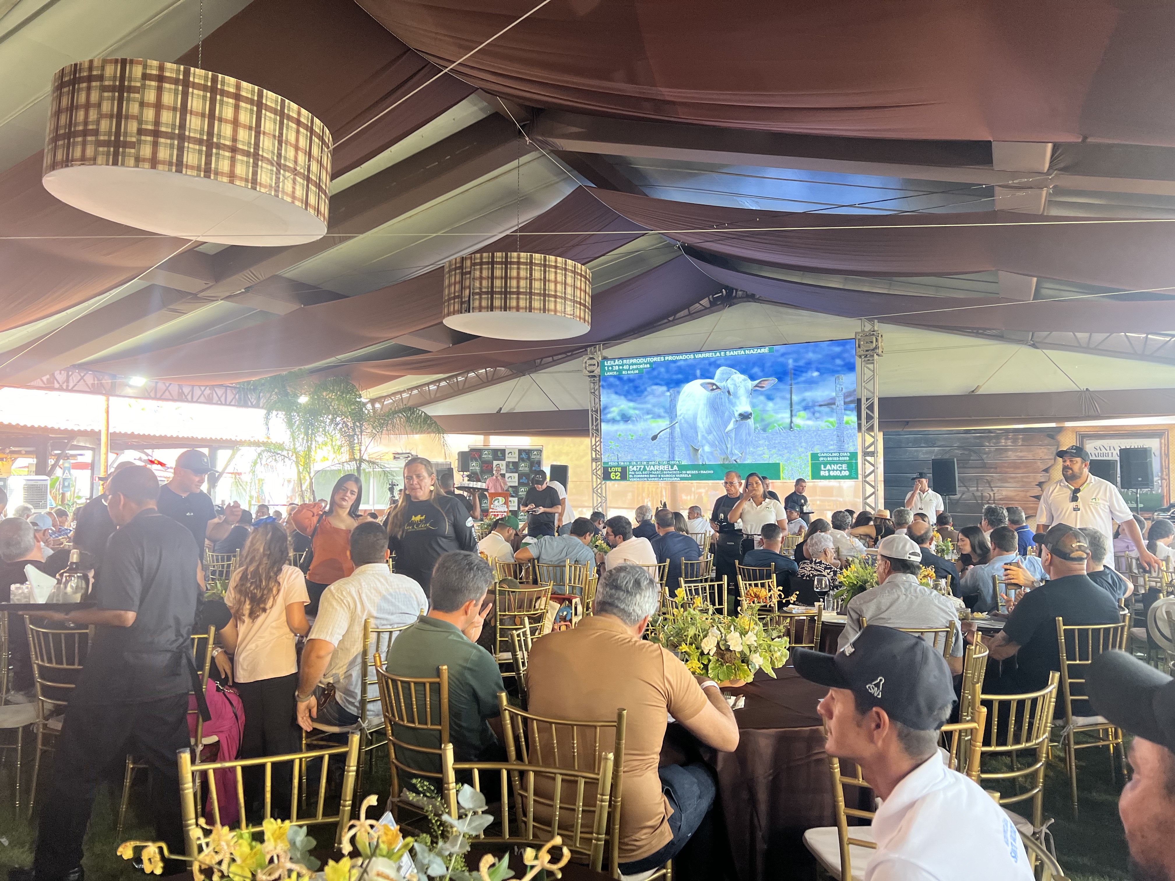 Média de R$23 mil por touro destaca safra do Leilão Varrela e Santa Nazaré