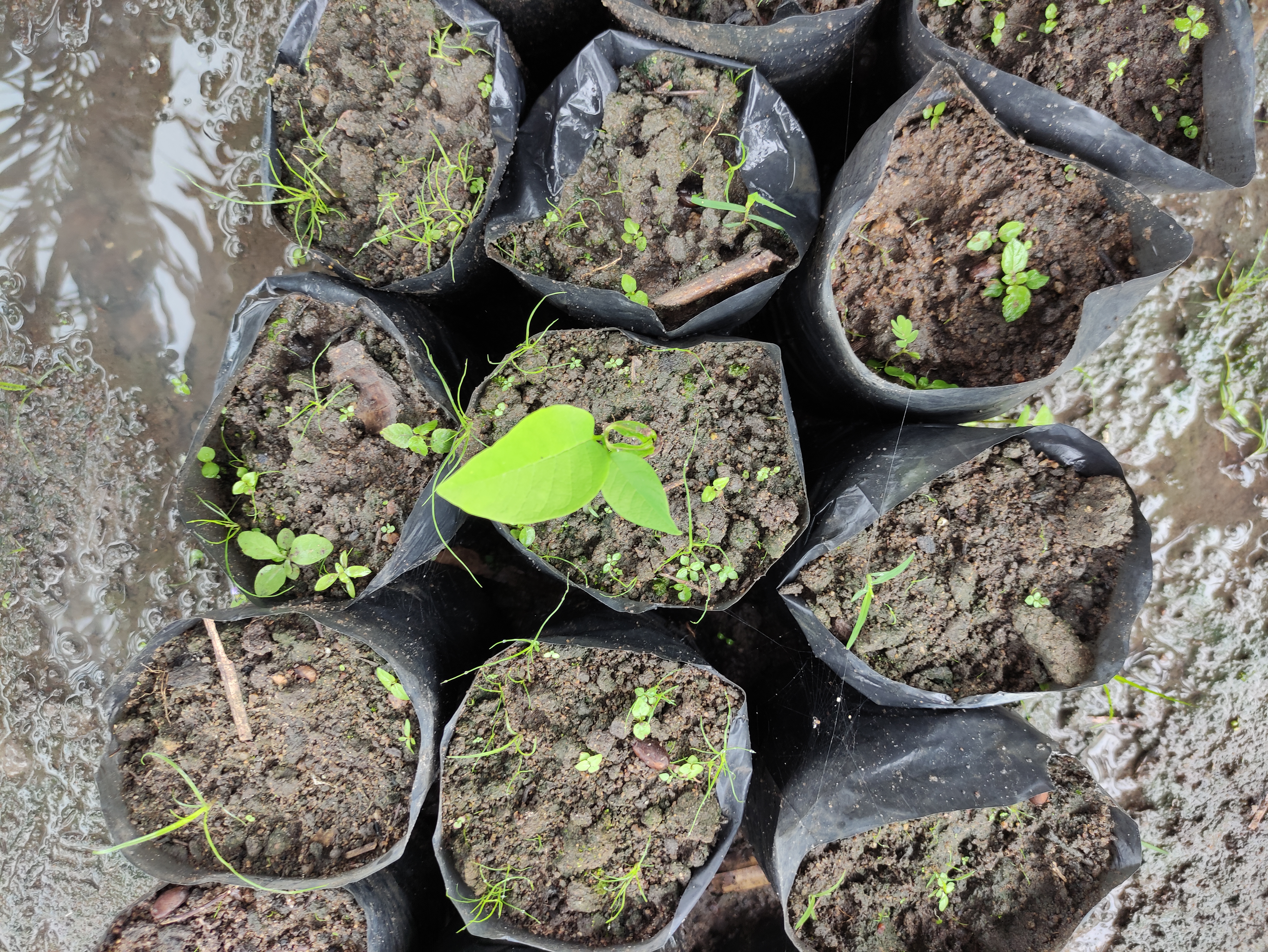 Coopaq apoia projeto 'Plantando Sombras' em assentamento no Litoral Norte de AL