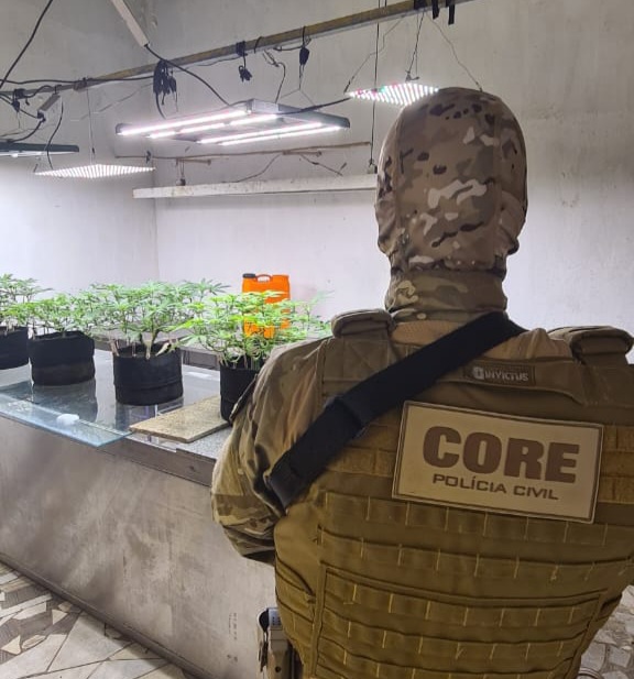Polícia Civil desmantela estufa de maconha em Maceió