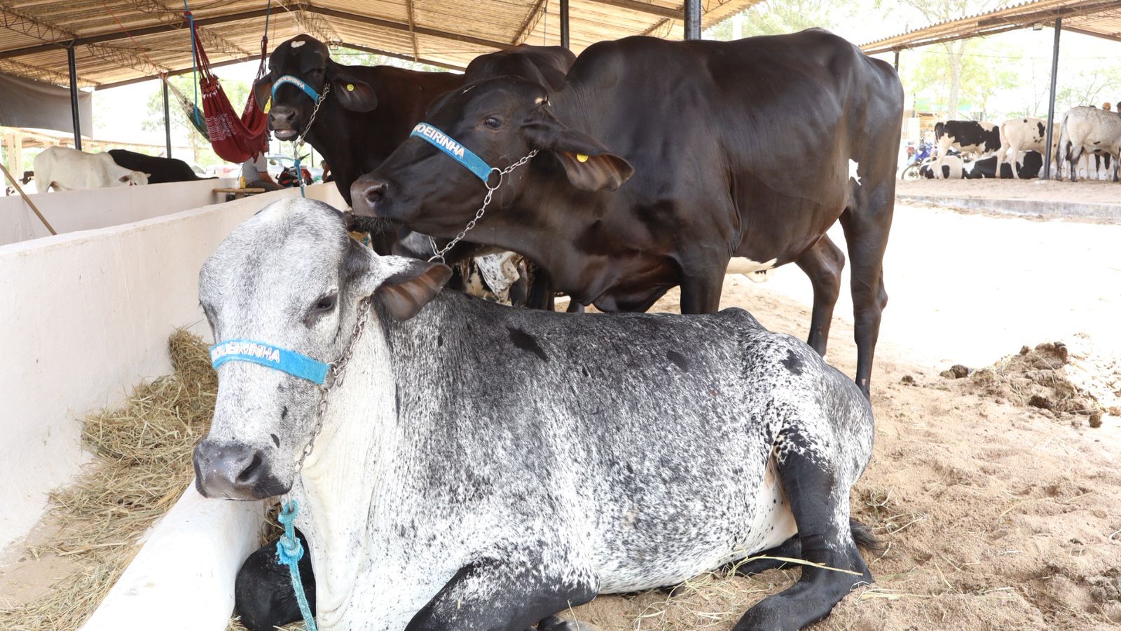 Mesmo com queda no rebanho, leite gera R$ 1,3 bilhão em Alagoas em 2024