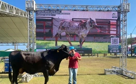 Leilão Mais Leite coloca em foco genética comprovada do Gir e do Girolando