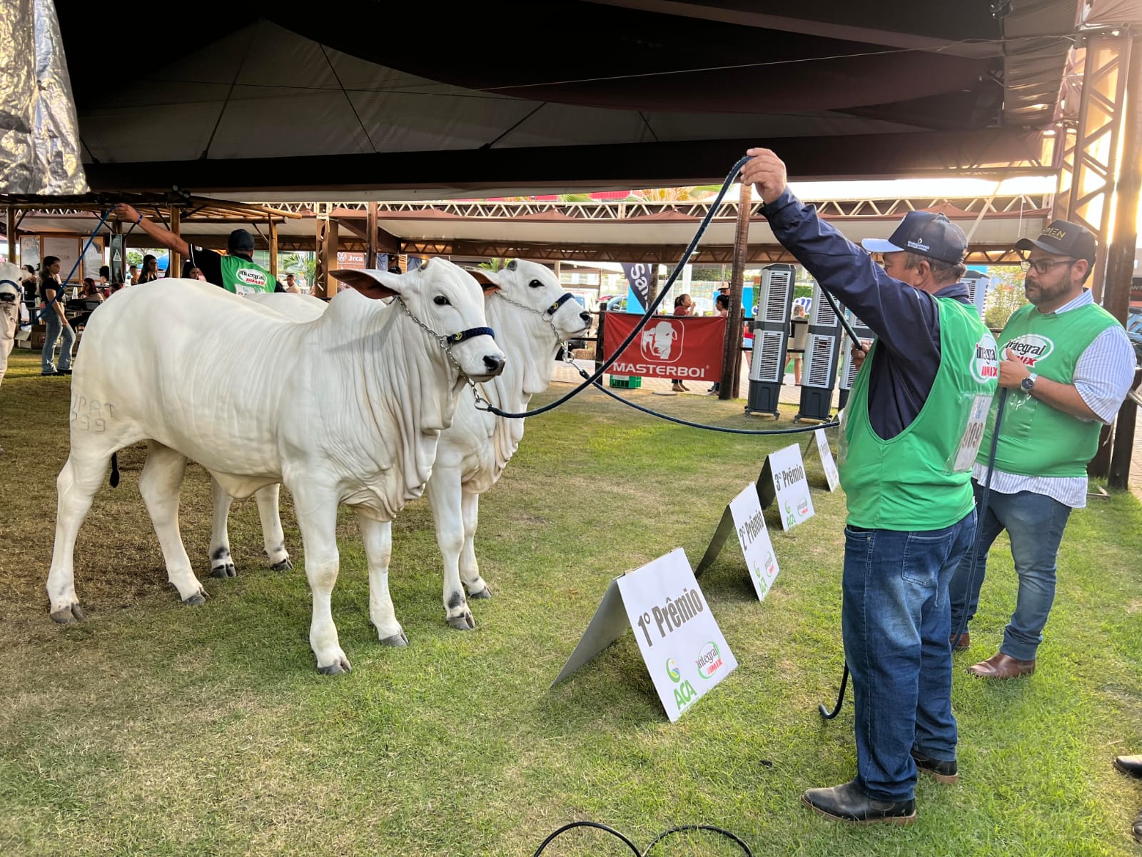 Julgamentos na Expoagro-AL destacam expertise genética e excelência dos rebanhos do Nordeste