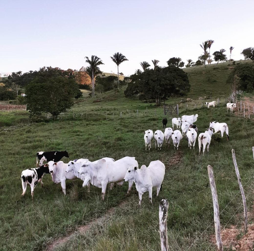 Crédito para pecuária familiar dispara e muda cenário no interior