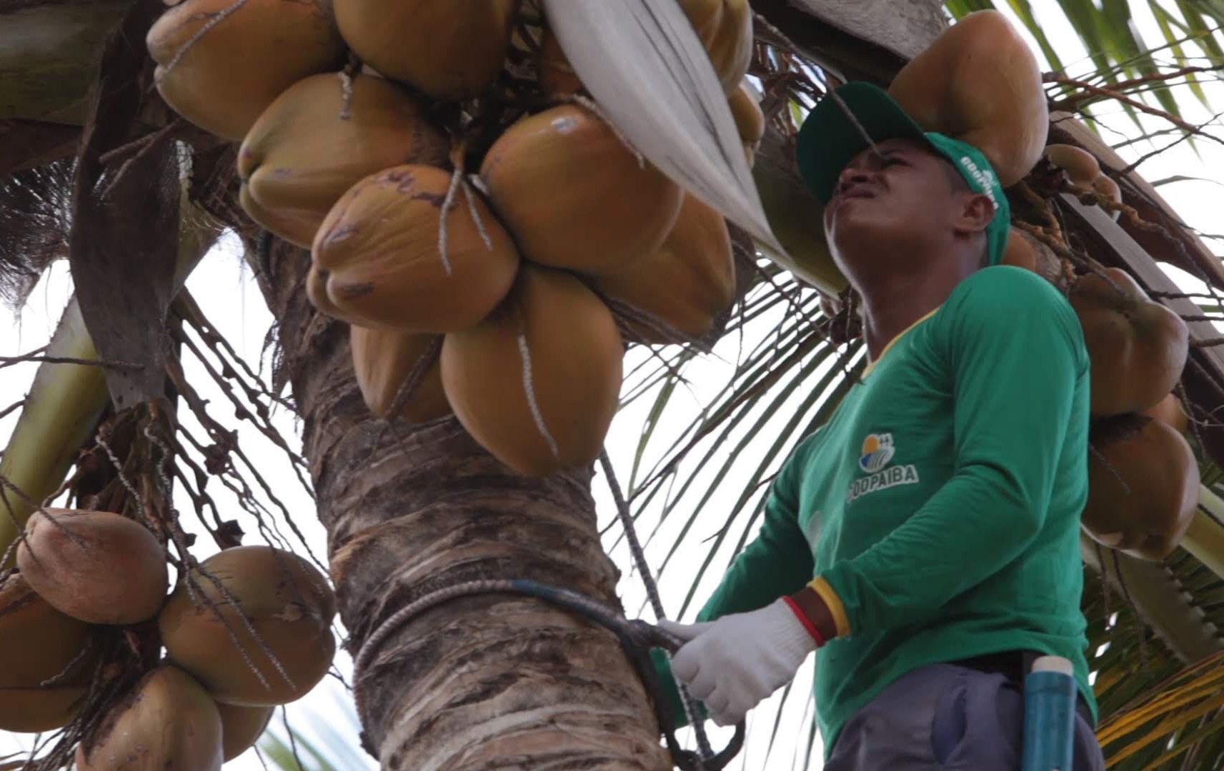 Coopaiba integra modelo de economia circular na cadeia do coco no NE