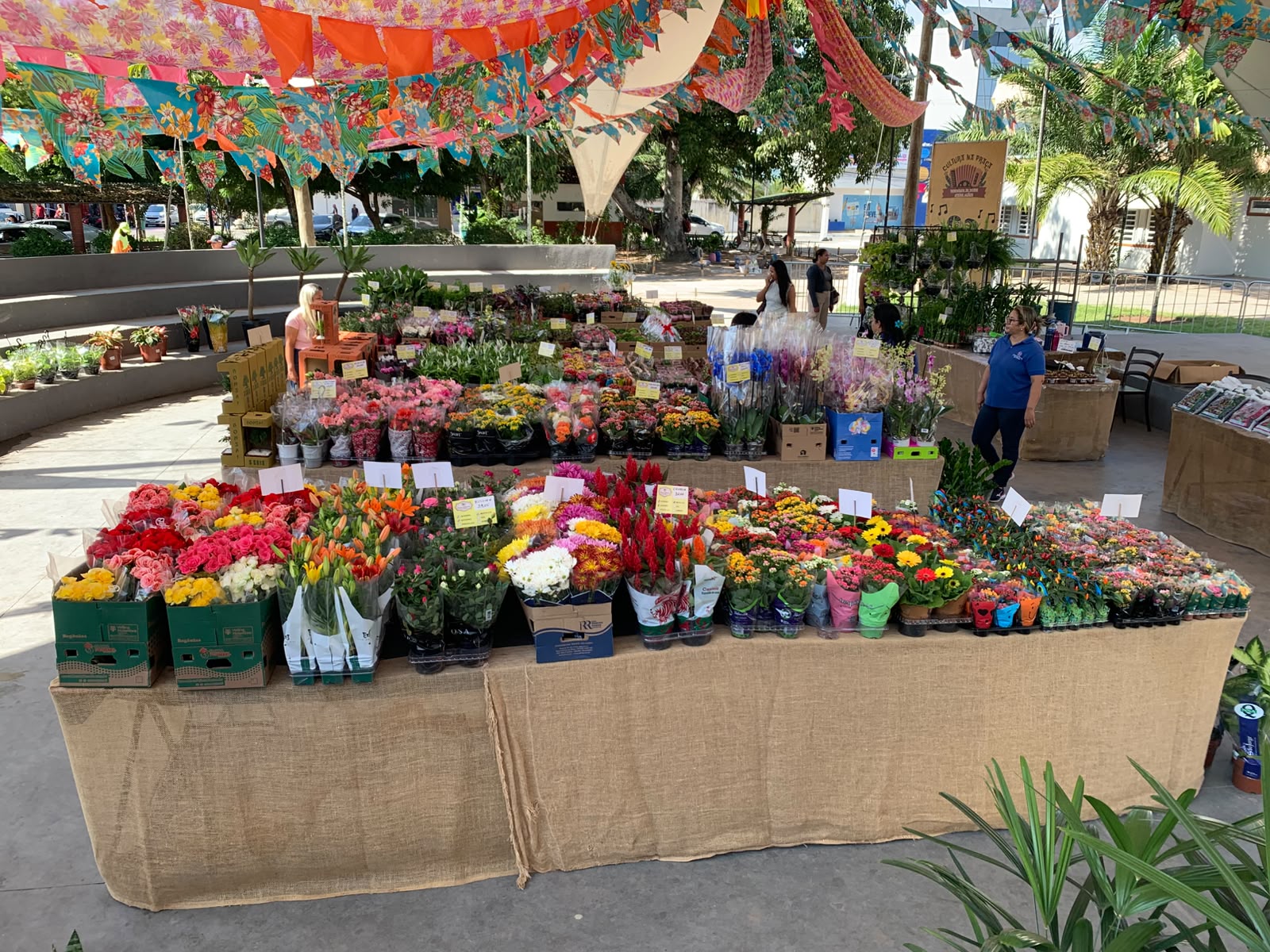 Feira de Flores Holambra chega a Arapiraca com mais de 200 espécies