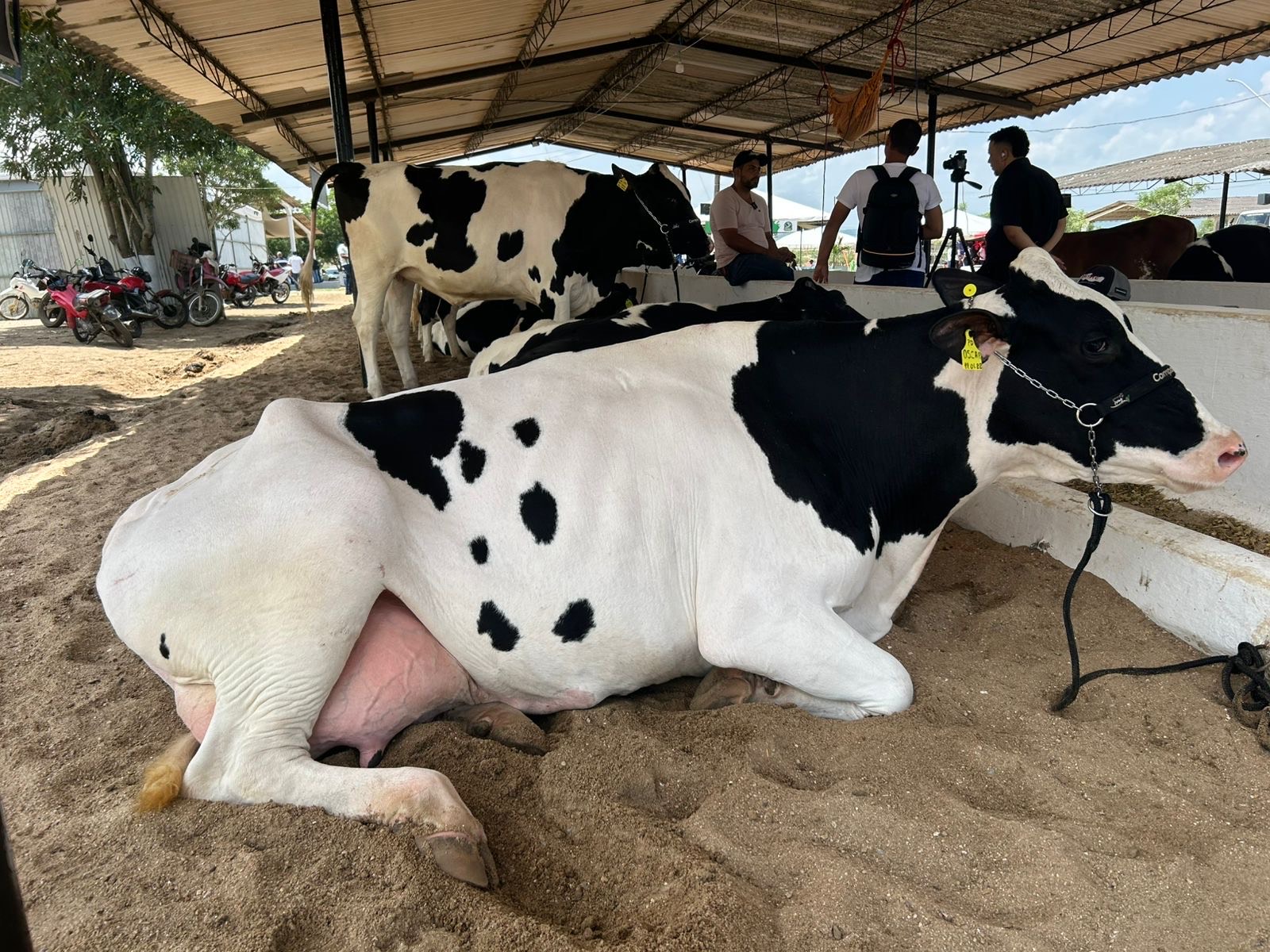 Expo Bacia Leiteira conecta produção, tecnologia e mercado no sertão alagoano