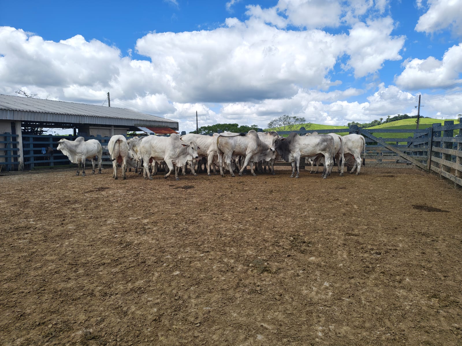 Genética Nelore e tradição bicentenária da Fazenda Recanto marcam Agro Feira IBC 2026