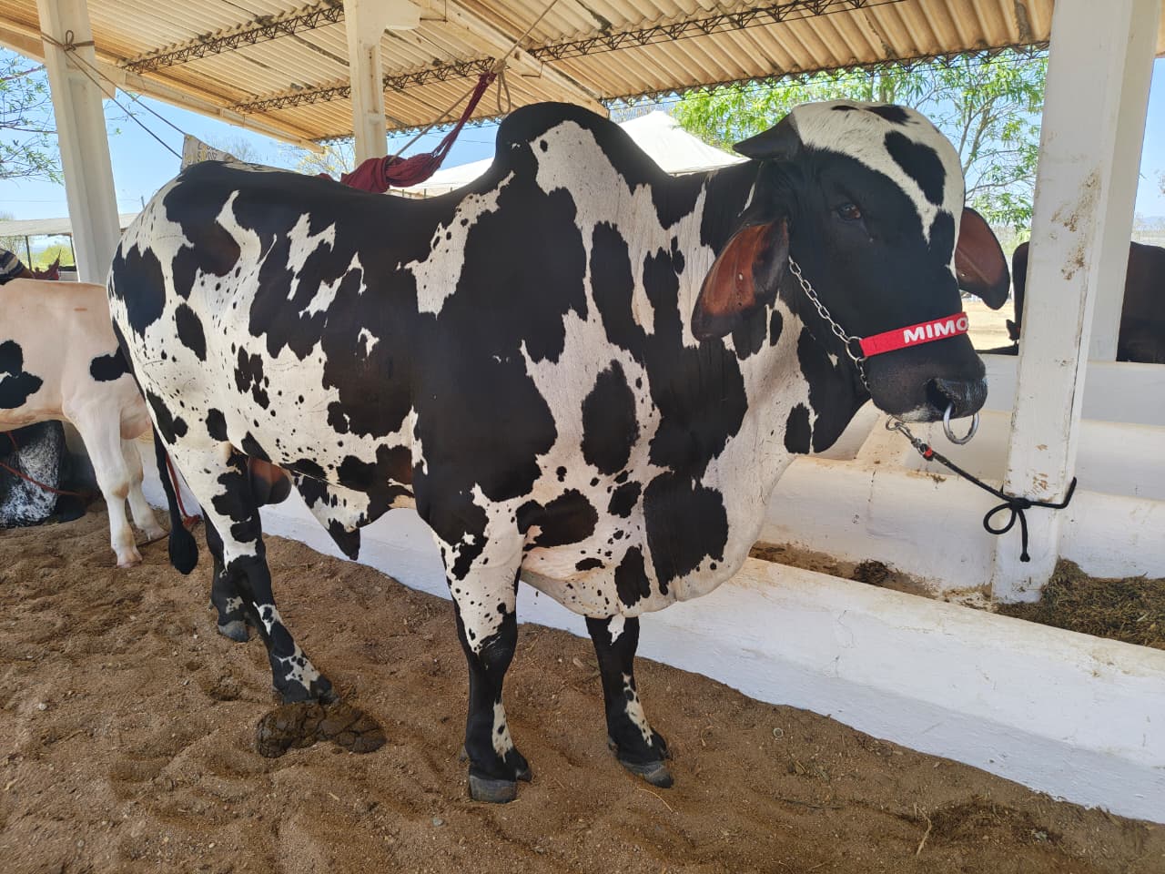 Expo Bacia Leiteira marca virada na economia do leite em Alagoas