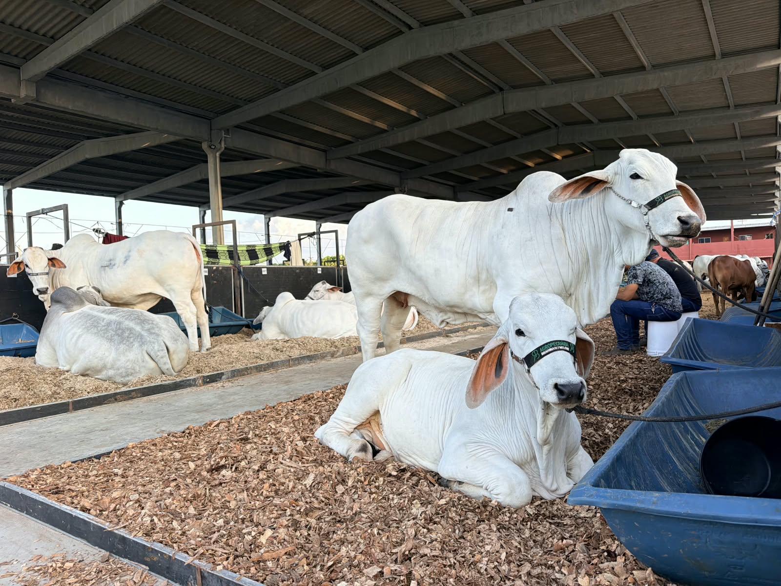 ACA abriu oficialmente a Expoagro-AL durante solenidade em novo espaço de eventos no Parque da Pecuária