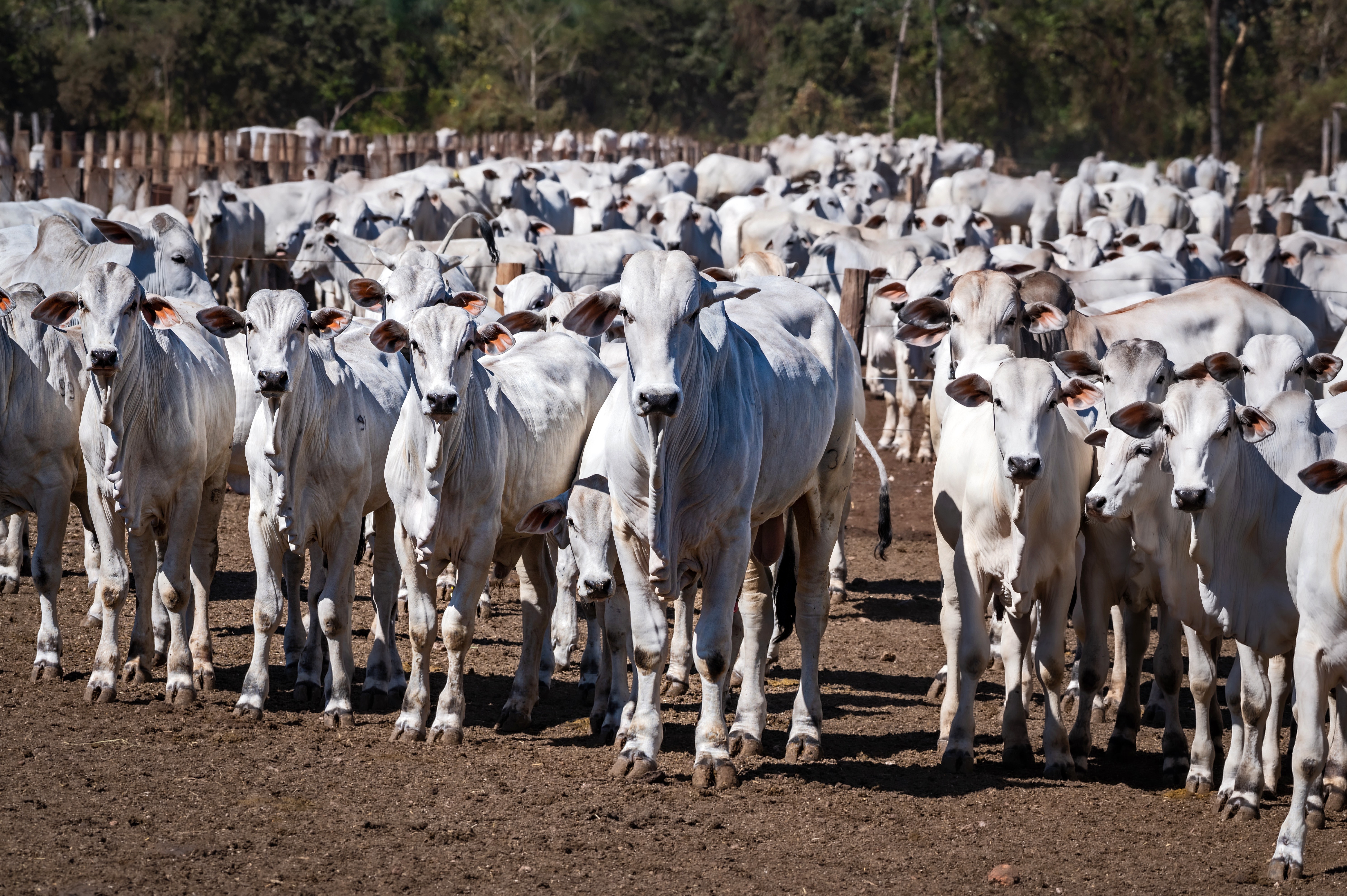 Leilão Capão de Angico reúne genética diferenciada e eficiência produtiva neste domingo