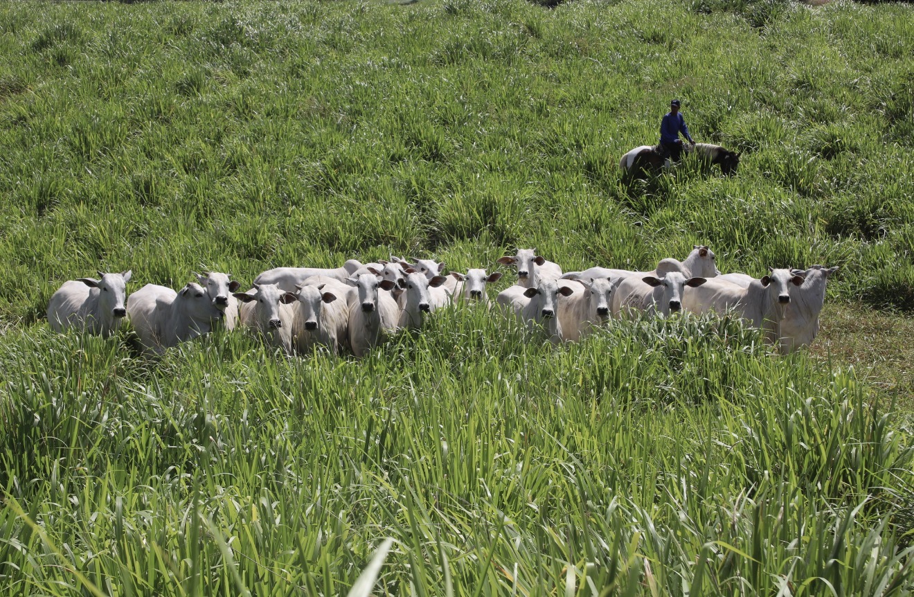 Leilão Varrela oferta genética Nelore neste sábado com 39 lotes