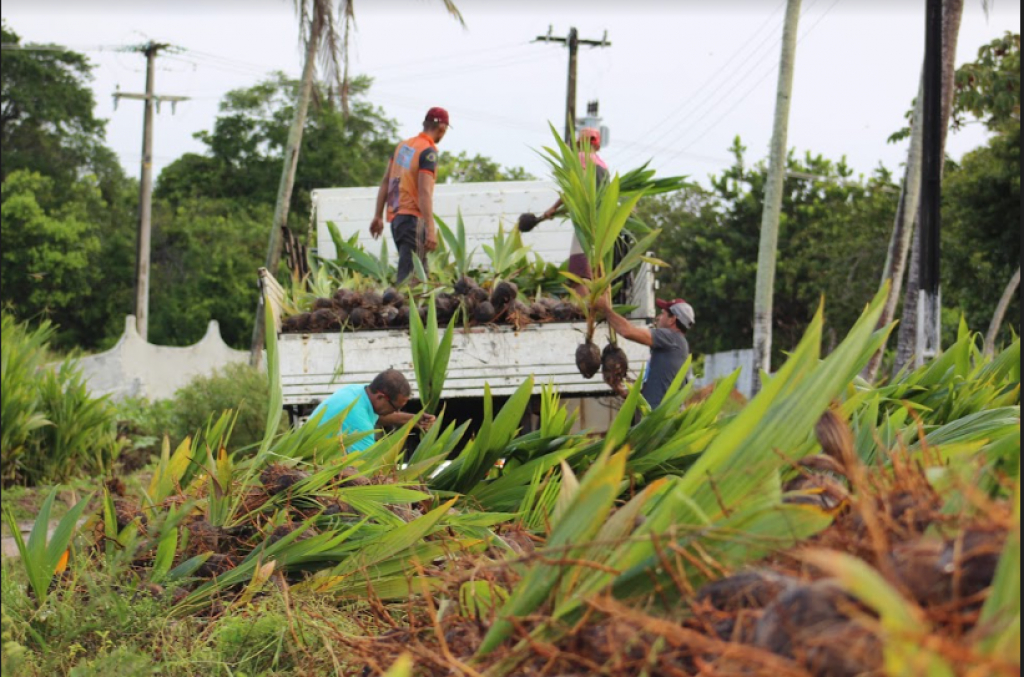 Coopaiba implementa modelo ATER 2.0 e reforça estratégia de qualificação da agricultura familiar