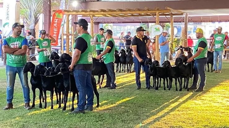Expoagro/AL receberá Nacional da raça Santa Inês no Parque da Pecuária