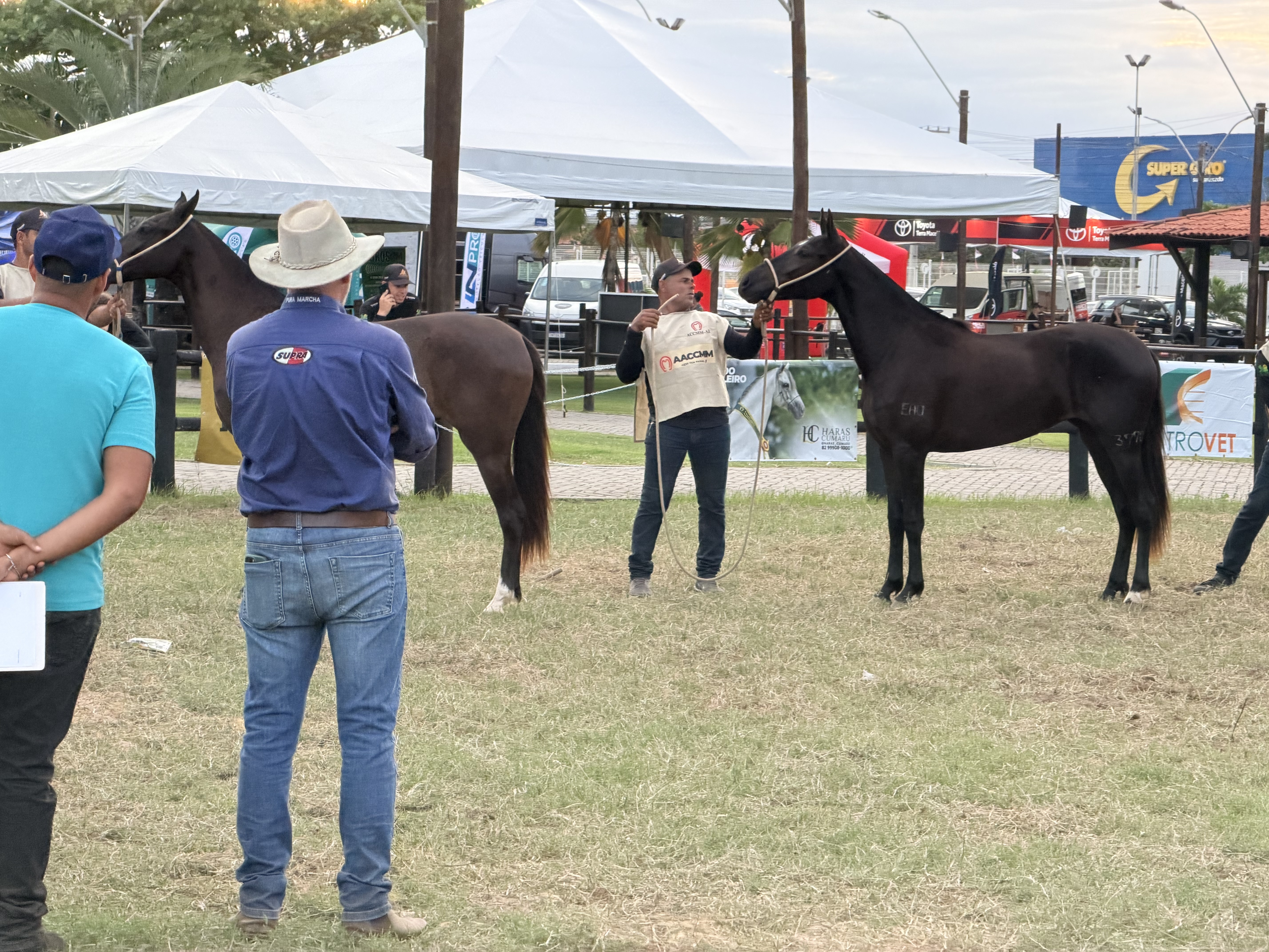 Expoalagoas: 6ª Etapa do Nordestino do Mangalarga Marchador movimenta Maceió