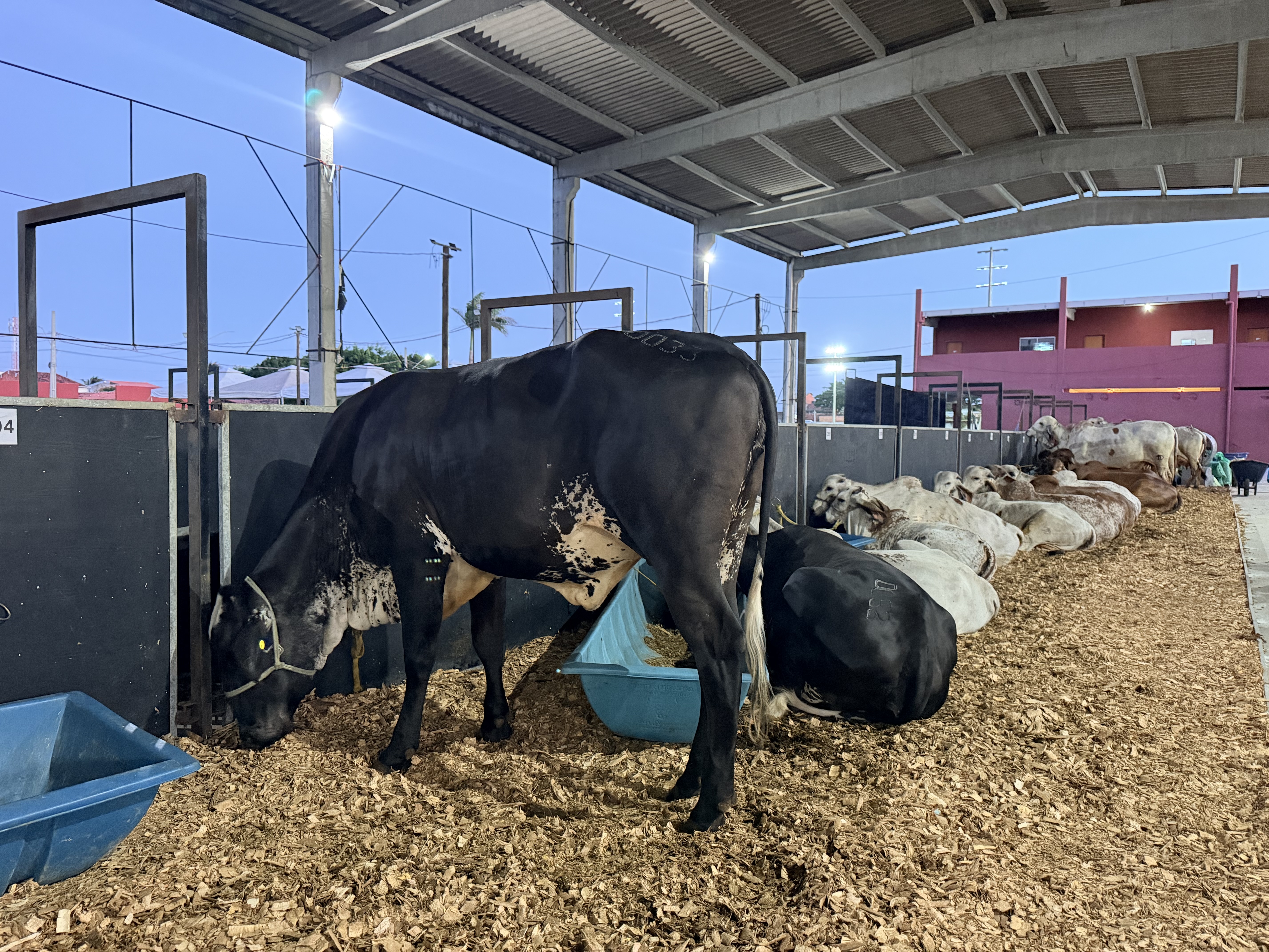 Expoagro-AL realiza abertura oficial nesta sexta-feira (23), em Maceió