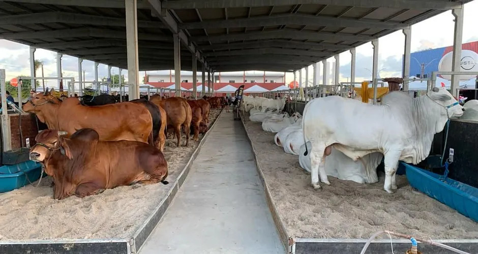 Expoagro Alagoas é oportunidade de investimento em genética e negócios da pecuária