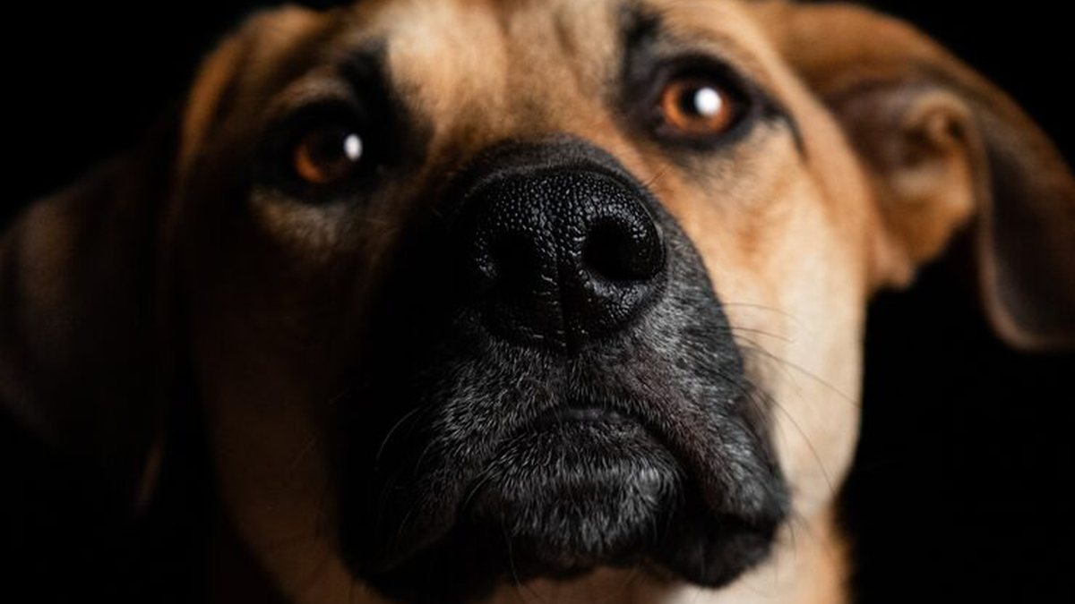 Seu pet pode proteger sua família: saiba como prevenir zoonoses