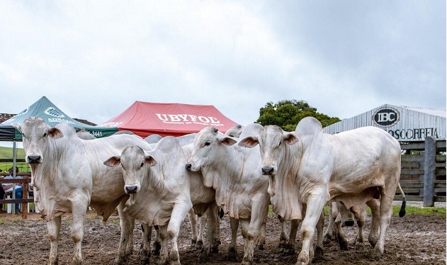 Genética IBC consolida padrão de excelência e prepara pista de negócios para Agro Feira