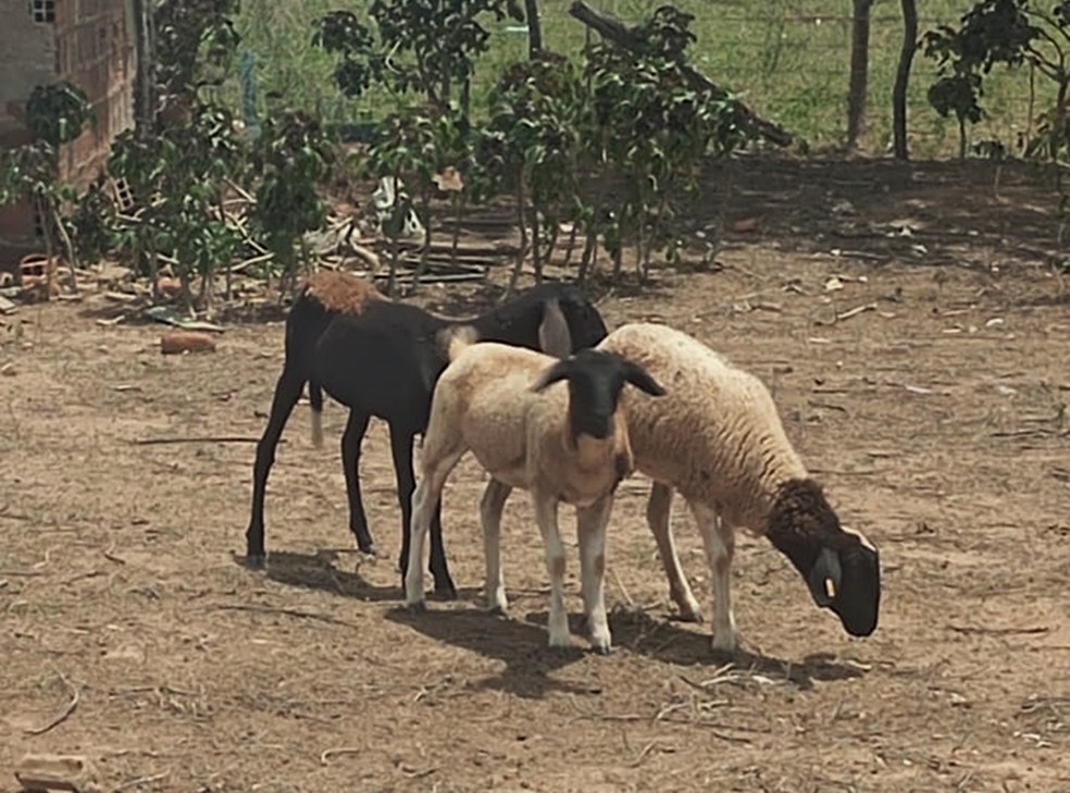 Mortes de animais sem sangue assustam comunidade em Alagoas