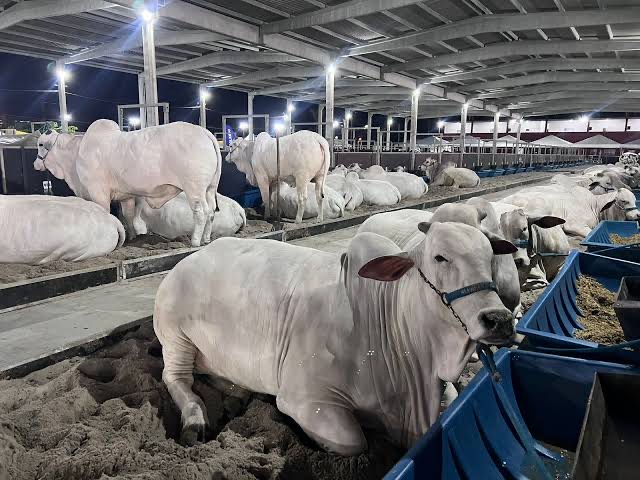 Expoagro 2025: 75 anos de tradição, inovação e protagonismo no Nordeste