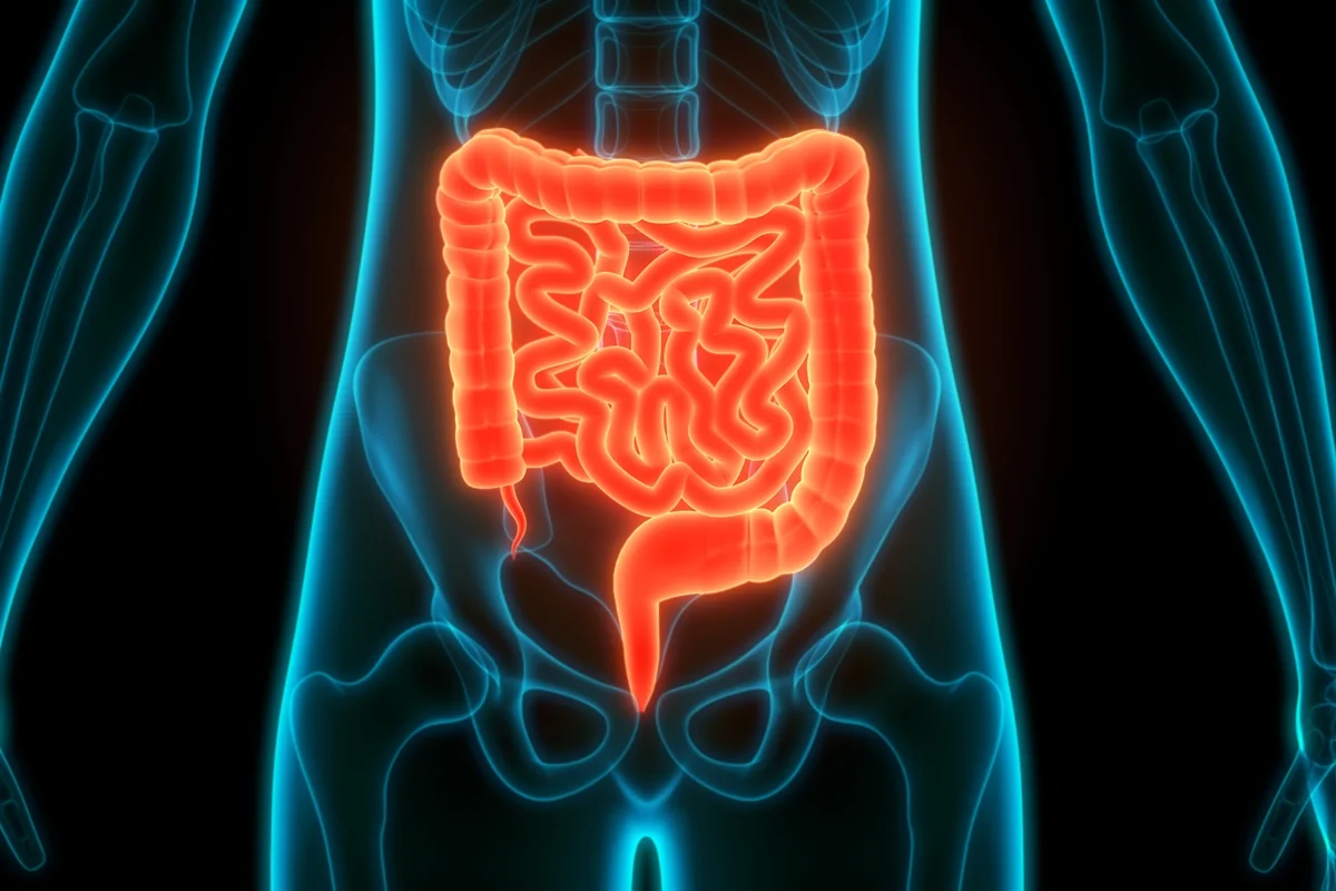 Estudo aponta que adoçante pode afetar bactérias benéficas do intestino